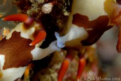 Caught in the act... Nembrotha rutilans
200+125's+60+woody by Dr Bob Whorton 